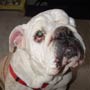 Princess Bella