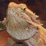 Mushu